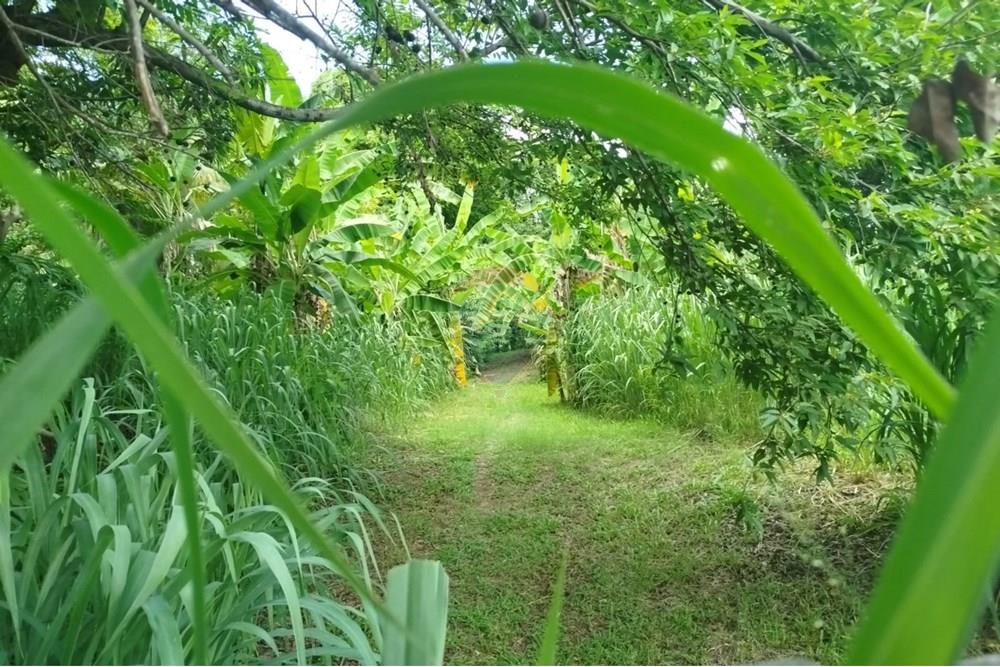 Terreno - Venda - Paulista , Pernambuco - WhatsApp Image 2025-03-16 at 14.59.10.jpeg - 850721002-141