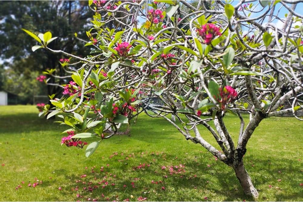 Chácara / Sítio / Fazenda - Venda - Recife , Pernambuco - WhatsApp Image 2025-10-07 at 10.10.47.jpeg - 850071019-216