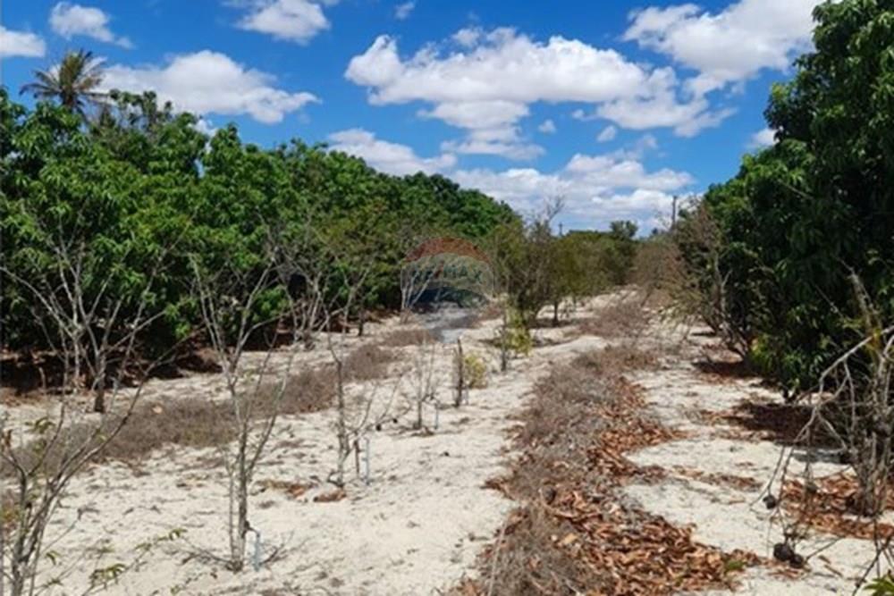 Chácara / Sítio / Fazenda - Venda - Lajedo , Pernambuco - WhatsApp Image 2026-01-30 at 12.32.41.jpeg - 850131020-1