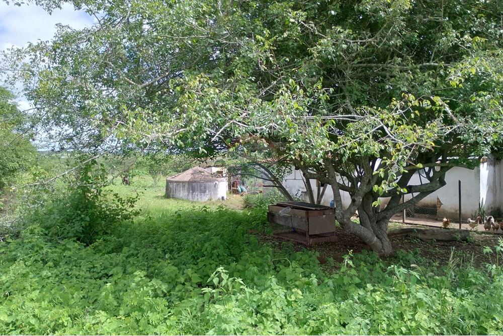 Chácara / Sítio / Fazenda - Venda - Lajedo , Pernambuco - IMG_20250616_111909_HDR.jpg - 850131018-51