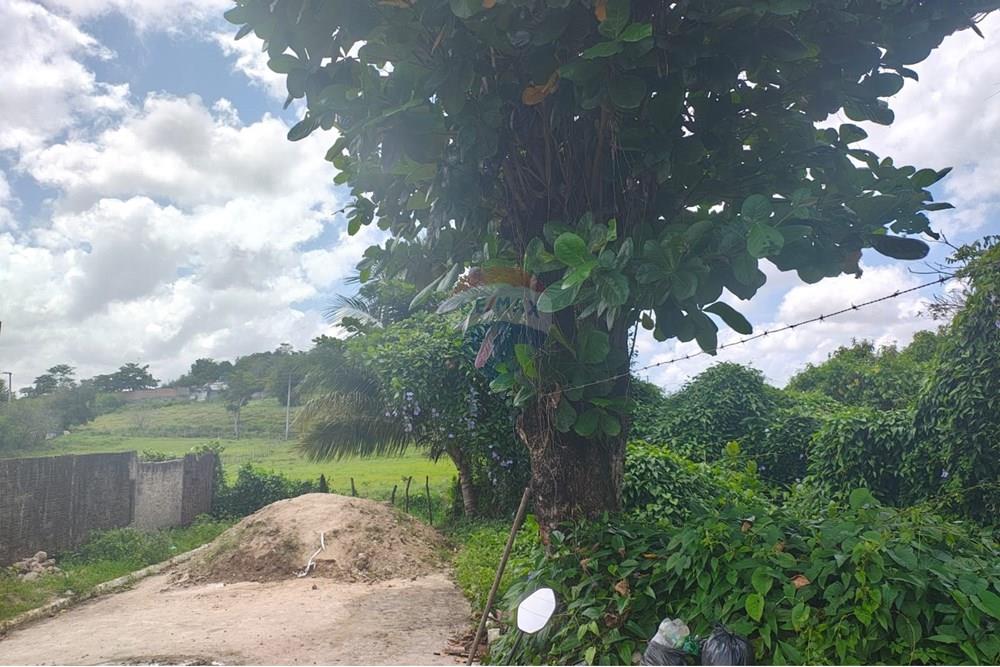 Terreno - Venda - Satuba , Alagoas - WhatsApp Image 2025-09-26 at 16.26.12.jpeg - 850141068-6