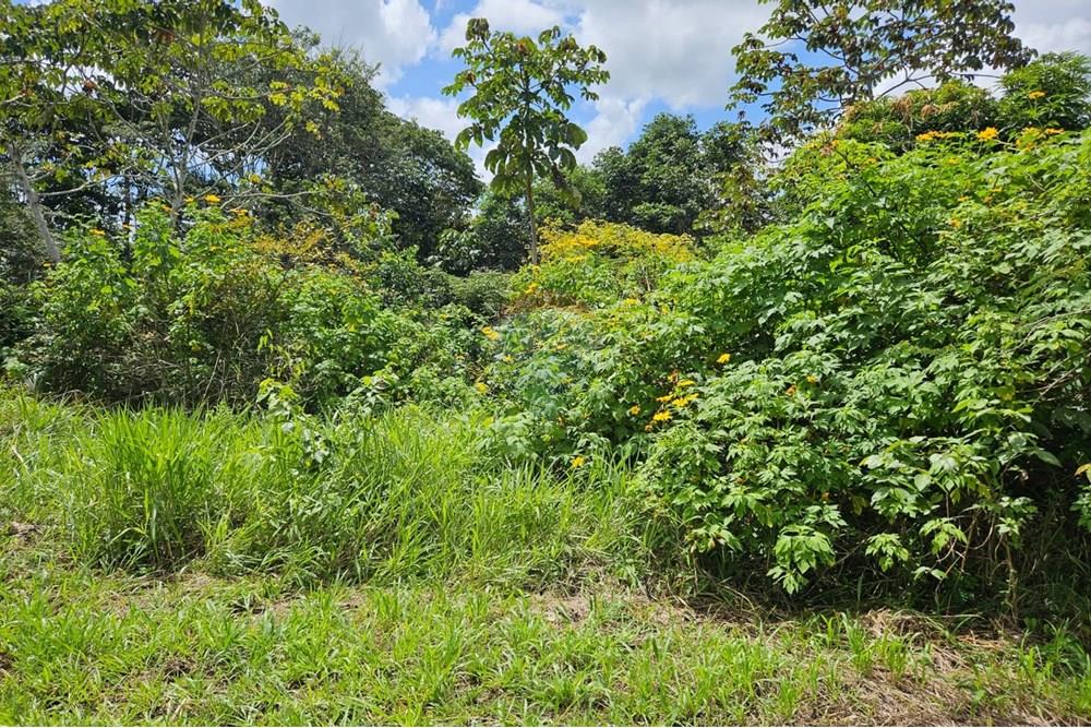 Terreno - Venda - Paudalho , Pernambuco - WhatsApp Image 2025-09-04 at 14.10.57 (1).jpeg - 850471016-73