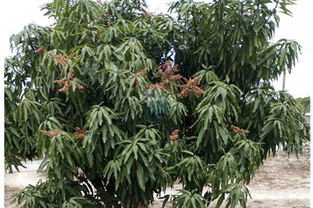 Terreno - Venda - Garanhuns , Pernambuco - PE DE MANGA DE SEU NILTON.jpg - 850741005-15