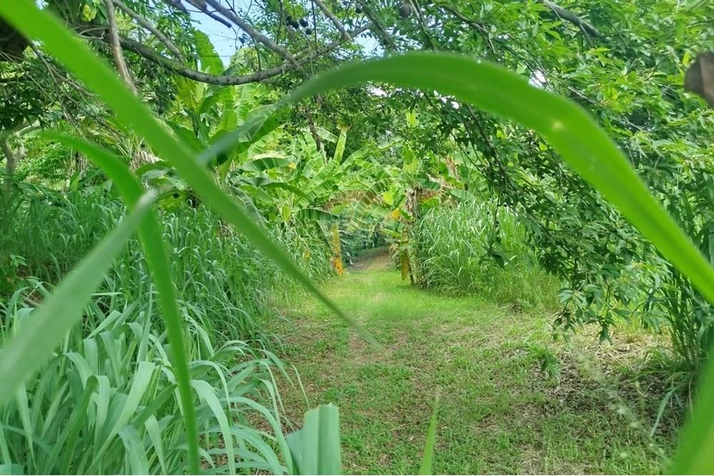 Terreno - Venda - Paulista , Pernambuco - WhatsApp Image 2025-03-16 at 14.59.10 (1).jpeg - 850721002-141