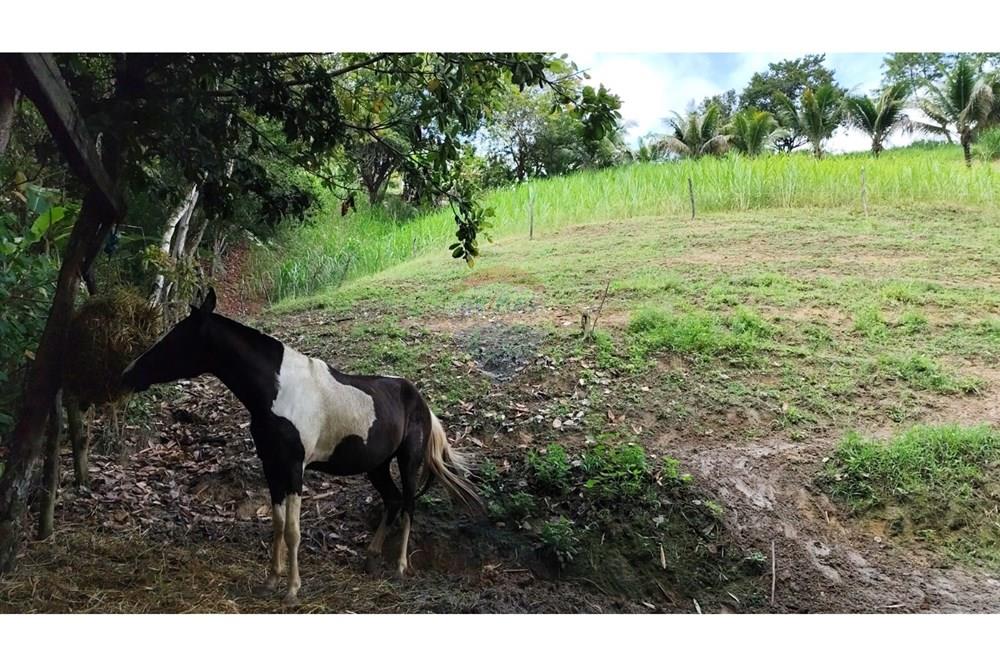 Chácara / Sítio / Fazenda - Venda - Maceió , Alagoas - HARAS21.jpg - 850141043-95