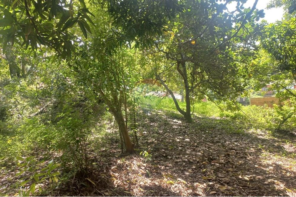 Terreno - Venda - Maceió , Alagoas - IMG-20250516-WA0001 - Copia.jpg - 850711016-38