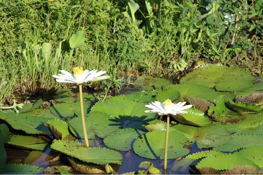 Casa de Condomínio - Venda - Camaragibe , Pernambuco - AÇUDE VITORIA REGIA.jpeg - 850091072-10