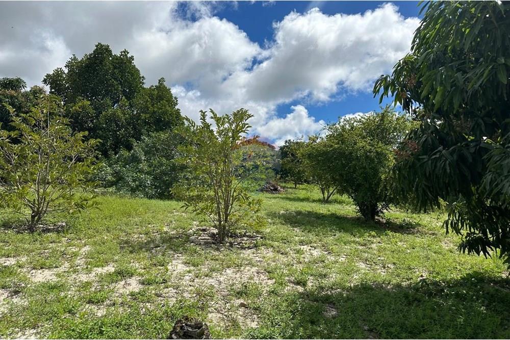 Terreno - Venda - Garanhuns , Pernambuco - MANGUEIRA 3 DO TERRENO.jpg - 850741005-15