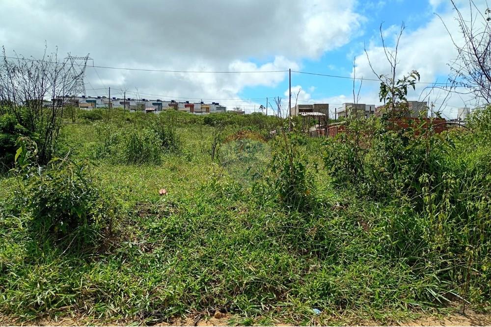 Terreno - Venda - Garanhuns , Pernambuco - 6 FOTO DO LOTE DE SEU ROCHA.jpg - 850741005-25