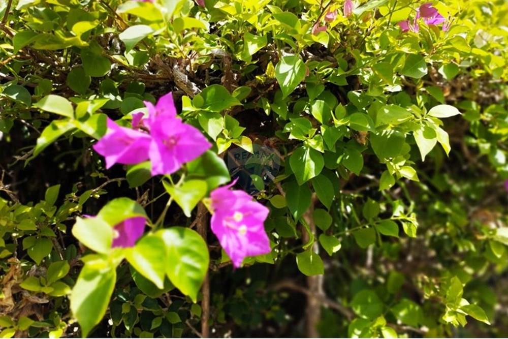 Chácara / Sítio / Fazenda - Alugar - Igarassu , Pernambuco - WhatsApp Image 2025-01-23 at 15.12.37 (2).jpeg - 850071019-200