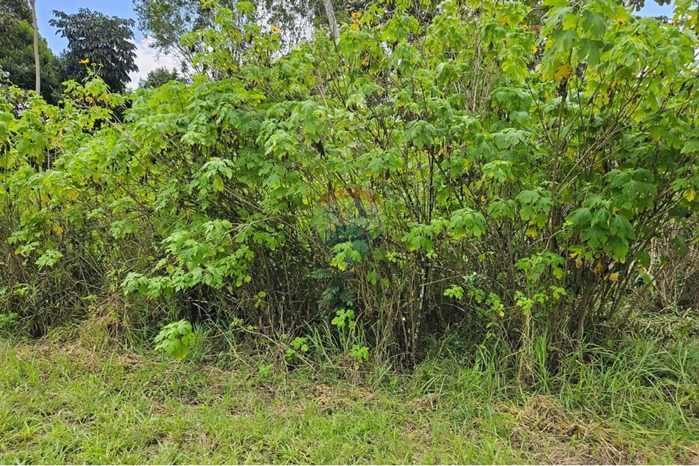 Terreno - Venda - Paudalho , Pernambuco - WhatsApp Image 2025-09-04 at 14.10.58.jpeg - 850471016-74