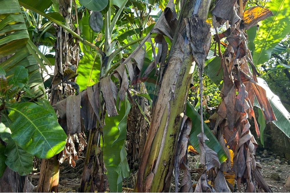 Terreno - Venda - Maceió , Alagoas - WhatsApp Image 2025-08-09 at 09.53.25 (1).jpeg - 850271156-119