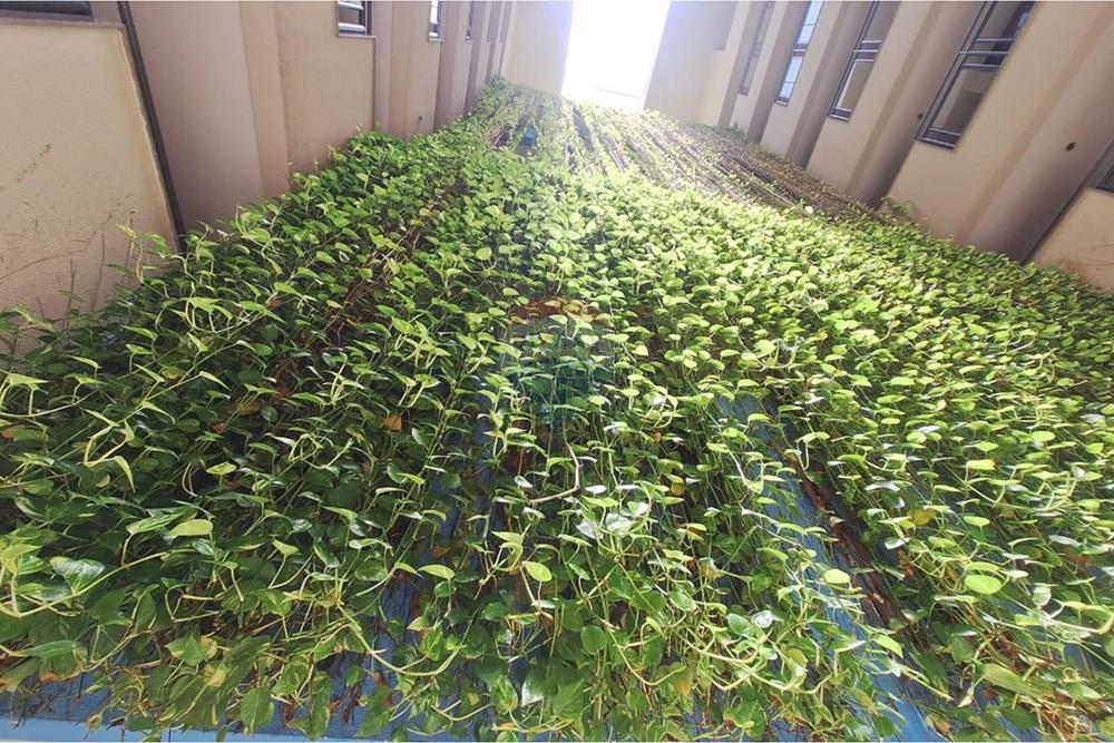 Cobertura - Venda - Maceió , Alagoas - WhatsApp Image 2026-03-02 at 14.43.13 (1).jpeg - Jardim Externo - 850491058-10