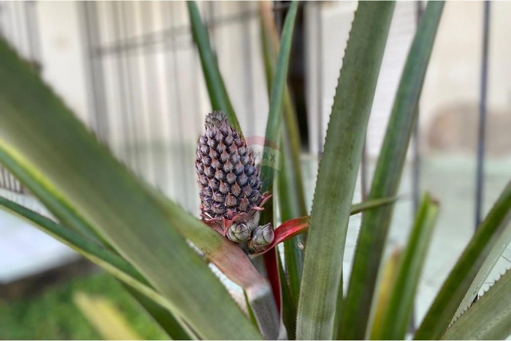 Casa - Venda - Paulista , Pernambuco - 17d4035a-abc1-4d60-a2e3-f5cfba8b45fa.jpeg - 850191067-59