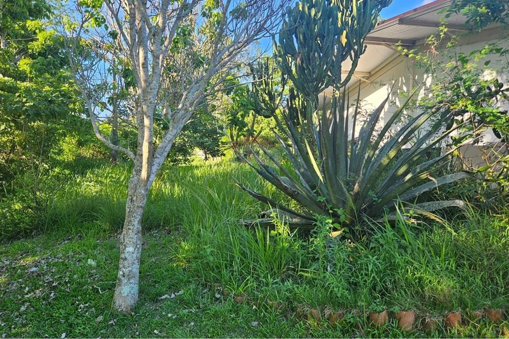 Terreno - Venda - Paudalho , Pernambuco - WhatsApp Image 2026-04-02 at 15.37.44.jpeg - 850471016-87