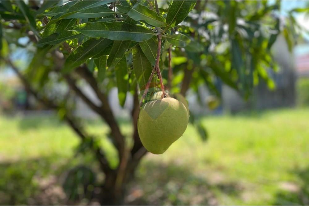 Casa - Venda - Paulista , Pernambuco - 8fa0991e-32b6-4af0-b16d-c5bf1a91e336.jpeg - 850191067-59