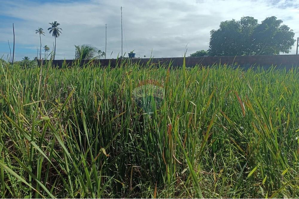 Terreno - Venda - Maceió , Alagoas - TERRENO NICAULA 8.jpg - 850141002-118