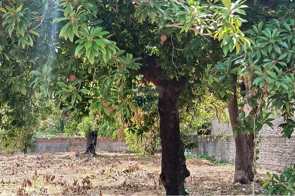 Terreno - Venda - Maceió , Alagoas - WhatsApp Image 2025-12-10 at 15.36.01 (2).jpeg - 850271159-435