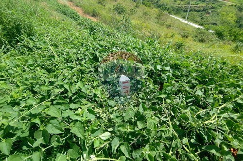 Slider Image Thumbnail