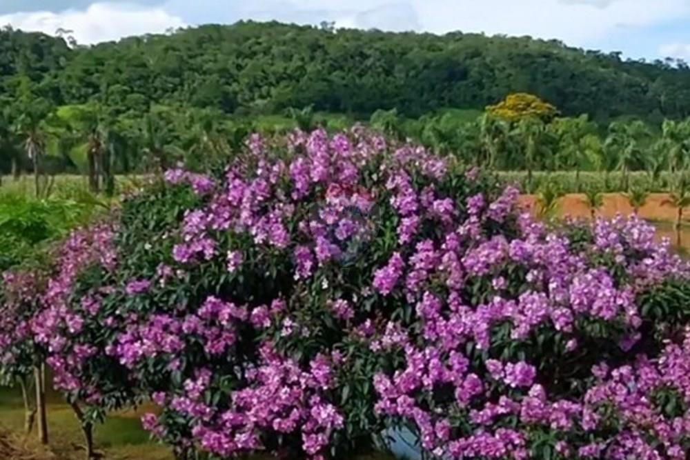 Terreno - Venda - Leopoldina , Minas Gerais - Imagem do WhatsApp de 2025-08-12 à(s) 19.00.03_2b6ed282 - Copia.jpg - 860381054-6