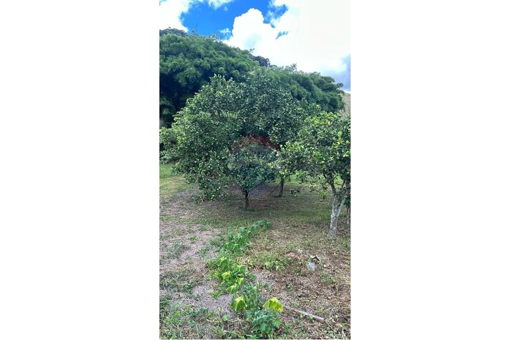 Chácara / Sítio / Fazenda - Venda - Lima Duarte , Minas Gerais - WhatsApp Image 2025-03-31 at 08.26.12 (2).jpeg - 860291033-87