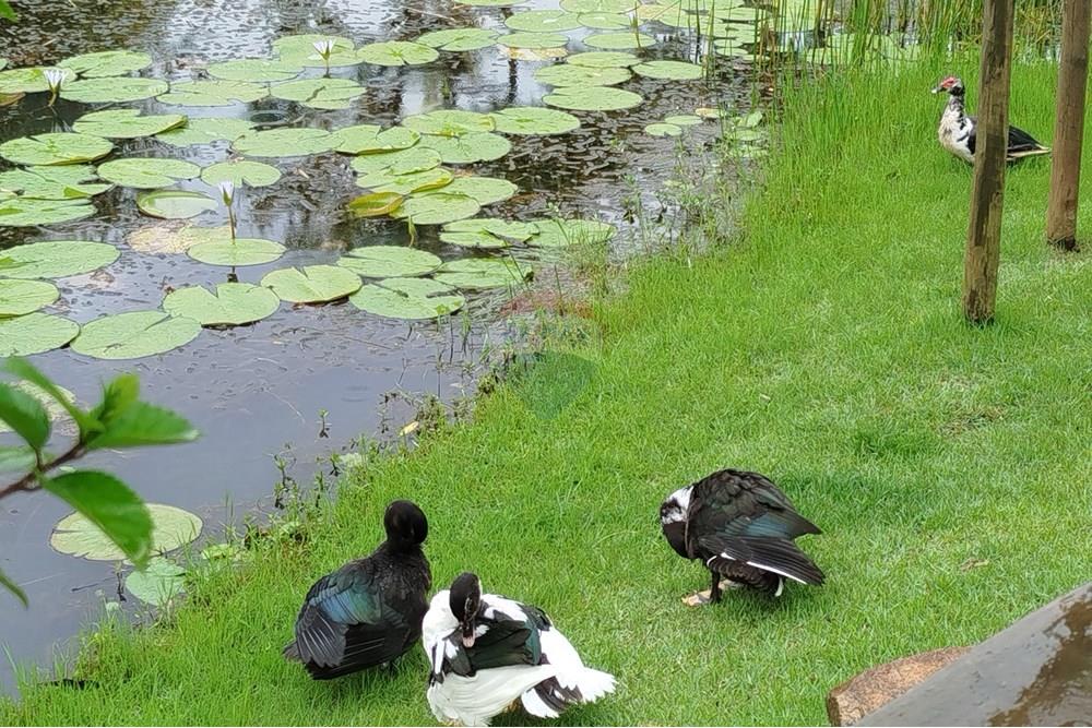 Hotel/ Pousada - Venda - Tiradentes , Minas Gerais - IMG_20250131_114445.jpg - 860391012-33