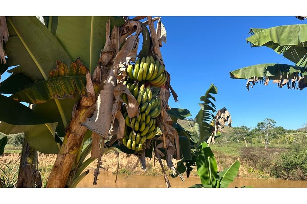 Terreno - Venda - Piau , Minas Gerais - 85058ad1-9b6f-4fed-81f8-fcf6767d30f3.jpg - 860211053-60