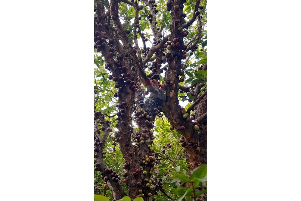 Chácara / Sítio / Fazenda - Venda - Lima Duarte , Minas Gerais - WhatsApp Image 2025-03-01 at 10.18.10.jpeg - 860291033-79