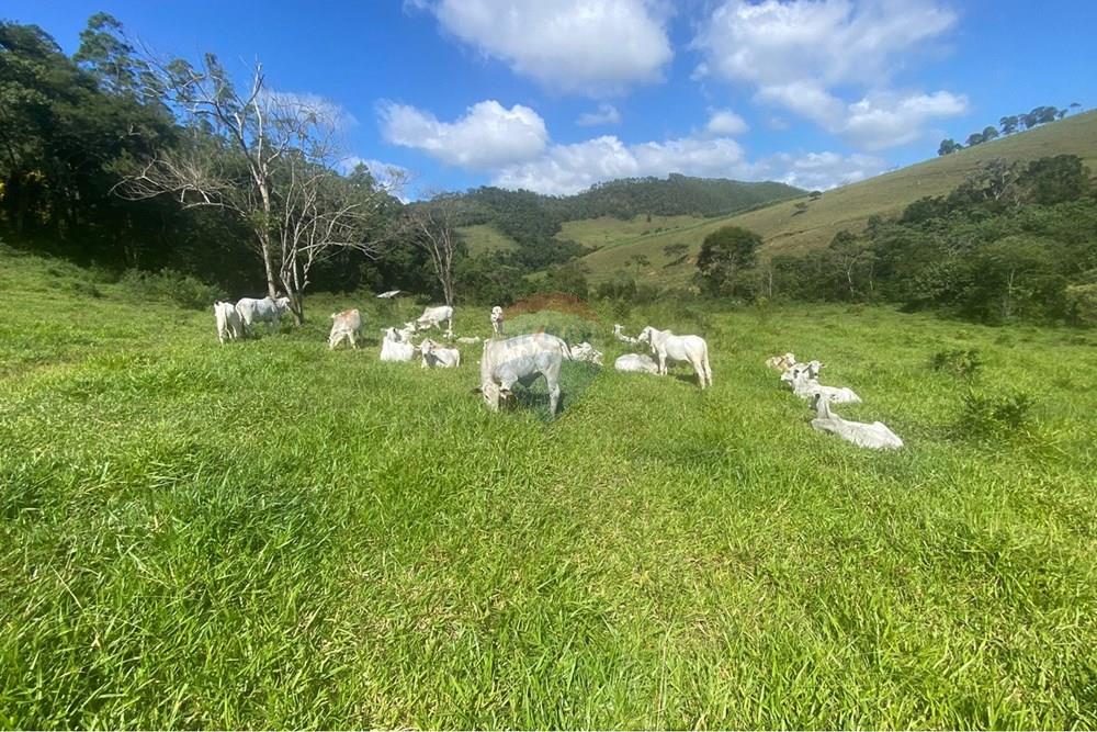 Chácara / Sítio / Fazenda - Venda - Santos Dumont , Minas Gerais - A1050423-83EE-4B3B-9CC2-B55A4ABCEEDB.jpeg - 860291033-131