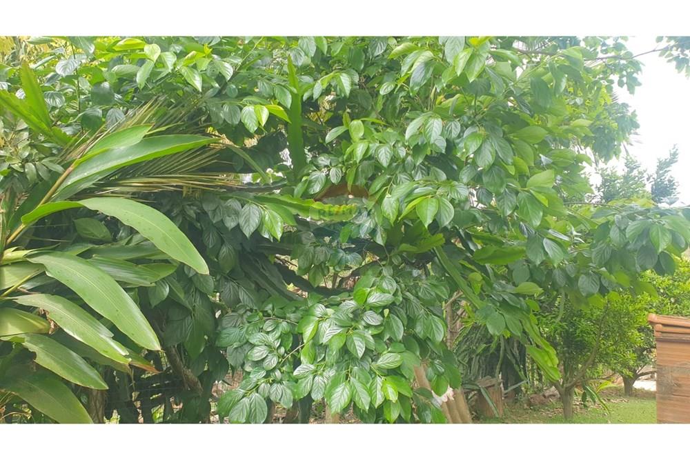 Chácara / Sítio / Fazenda - Venda - Barbacena , Minas Gerais - WhatsApp Image 2025-11-17 at 14.43.28 (23).jpeg - 860391028-24