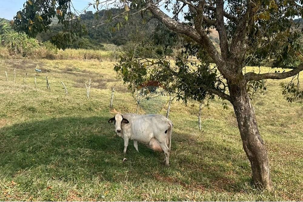 Chácara / Sítio / Fazenda - Venda - Lima Duarte , Minas Gerais - 4c782946-71dd-429a-97fc-0ab221e34d9e.JPG - 860291033-133