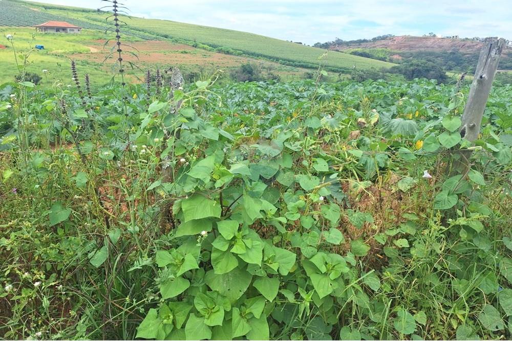 Terreno - Venda - Barbacena , Minas Gerais - WhatsApp Image 2025-01-24 at 14.57.32 (2).jpeg - 860391020-35