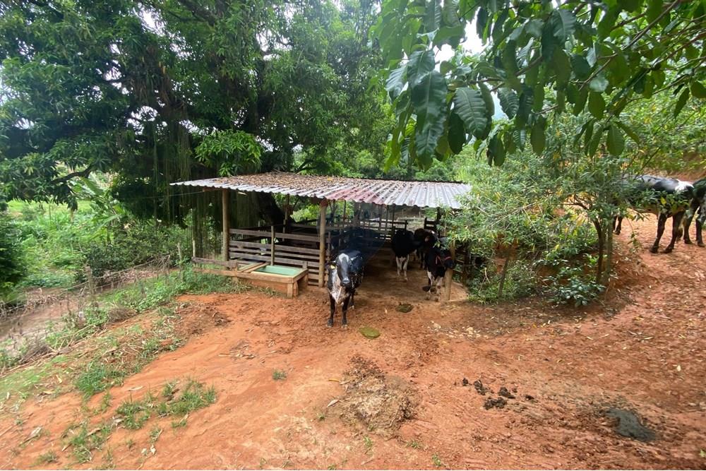 Chácara / Sítio / Fazenda - Venda - Muriaé , Minas Gerais - WhatsApp Image 2025-03-24 at 16.21.12 (2).jpeg - Pátio interno - 860371002-116