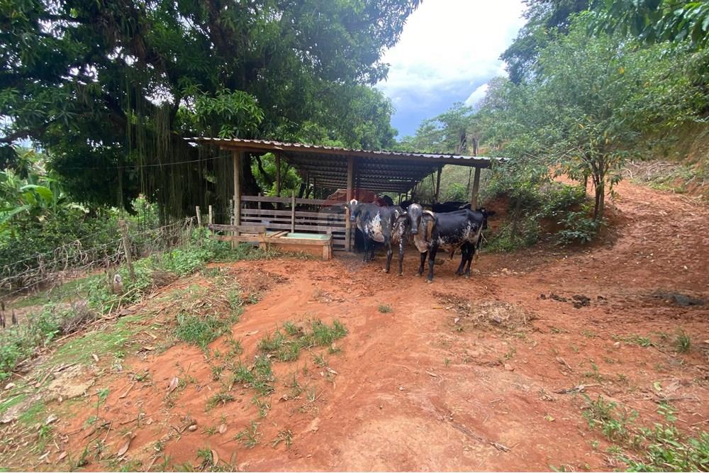 Chácara / Sítio / Fazenda - Venda - Muriaé , Minas Gerais - WhatsApp Image 2025-03-24 at 16.21.08.jpeg - 860371002-116