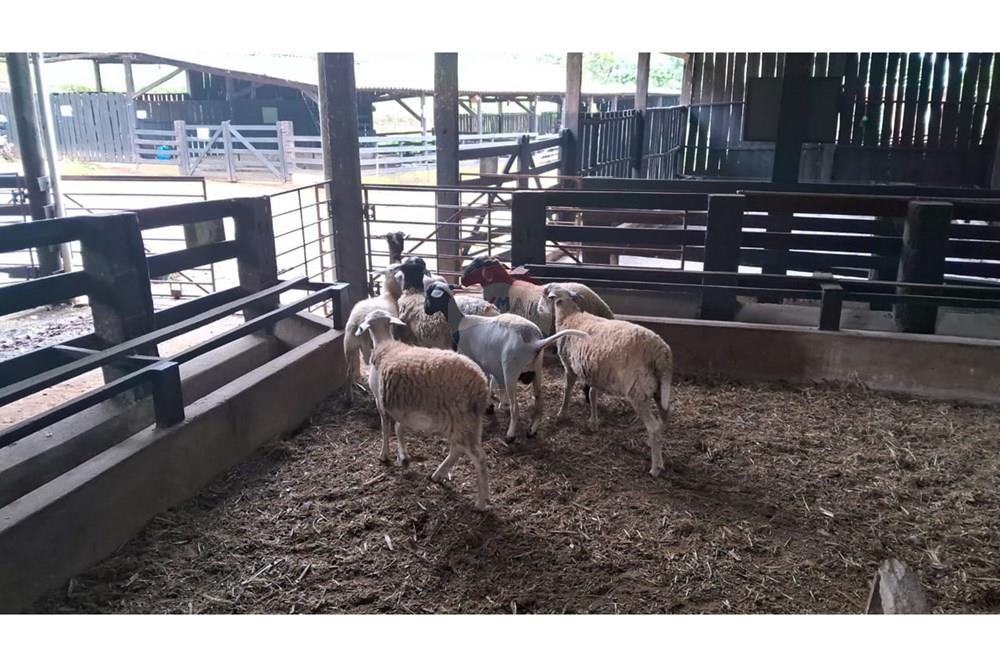 Chácara / Sítio / Fazenda - Venda - Lima Duarte , Minas Gerais - WhatsApp Image 2025-03-01 at 10.18.14(2).jpeg - 860291033-79