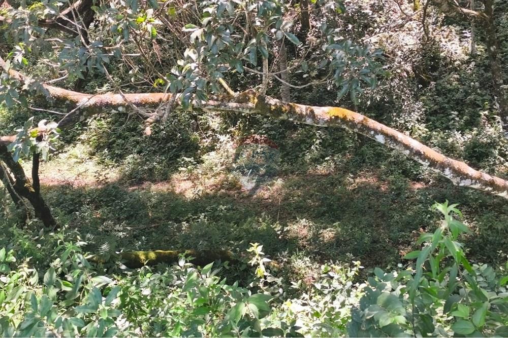 Chácara / Sítio / Fazenda - Venda - Lavras , Minas Gerais - WhatsApp Image 2026-04-08 at 17.33.24.jpeg - 860471037-28