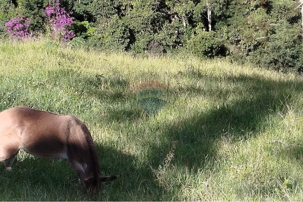 Fazenda - Venda - Barbacena , Minas Gerais - IMG_20250402_150409.jpg - 860391012-32