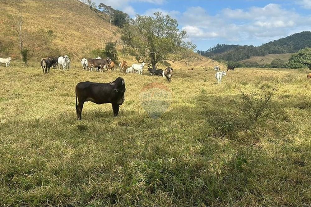 Chácara / Sítio / Fazenda - Venda - Lima Duarte , Minas Gerais - 9ad5e4db-d3c0-4365-b6e2-e4be24ab8150.JPG - 860291033-133