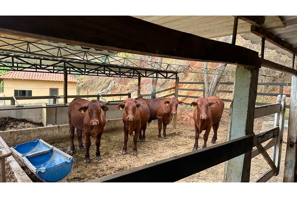 Chácara / Sítio / Fazenda - Venda - Juiz de Fora , Minas Gerais - WhatsApp Image 2025-02-12 at 18.14.59 (2).jpeg - 860291033-75