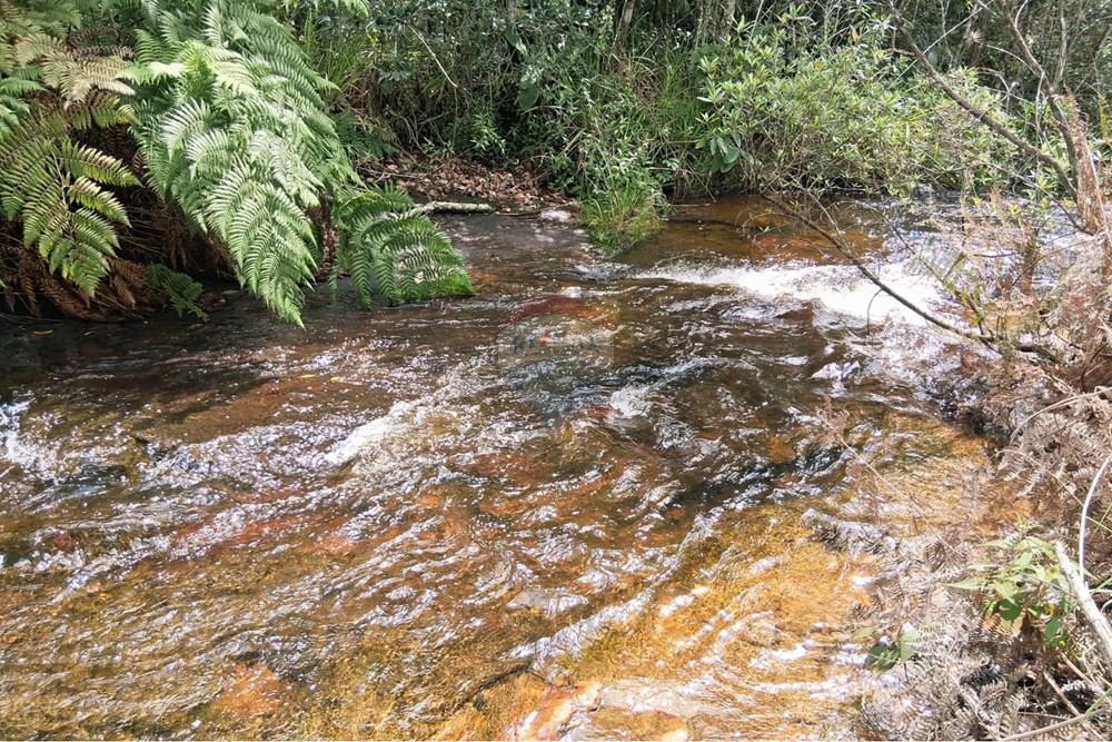 Chácara / Sítio / Fazenda - Venda - Rio Preto , Minas Gerais - WhatsApp Image 2026-01-10 at 15.05.46.jpeg - 860281098-65