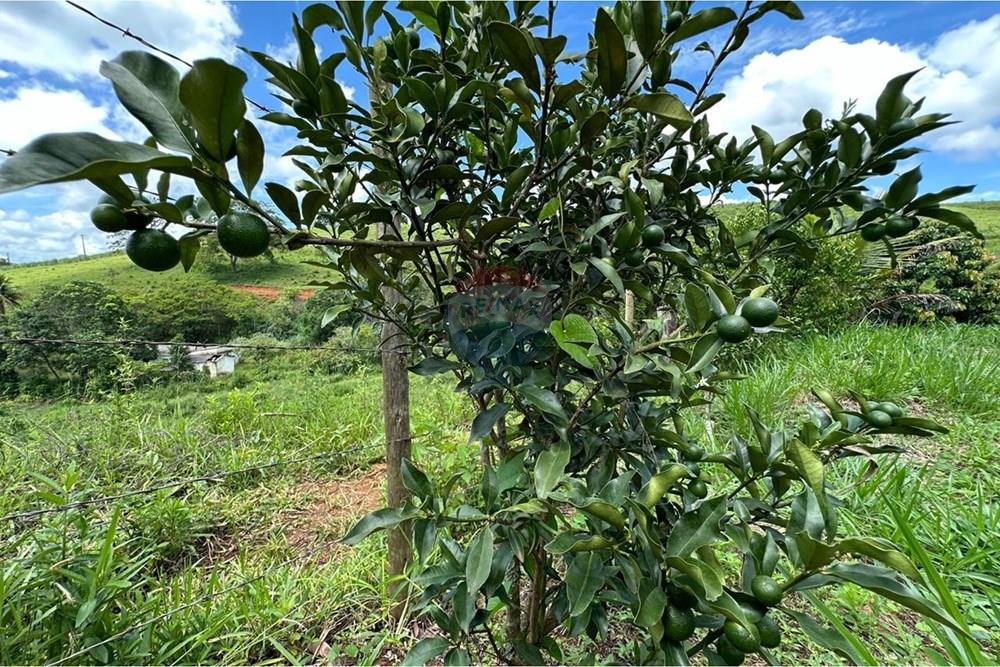 Chácara / Sítio / Fazenda - Venda - Muriaé , Minas Gerais - WhatsApp Image 2026-01-27 at 13.54.07 (1).jpeg - 860371007-116