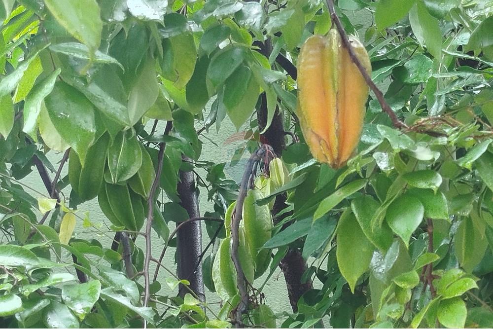 Hotel/ Pousada - Venda - Tiradentes , Minas Gerais - IMG_20250131_115343.jpg - 860391012-33