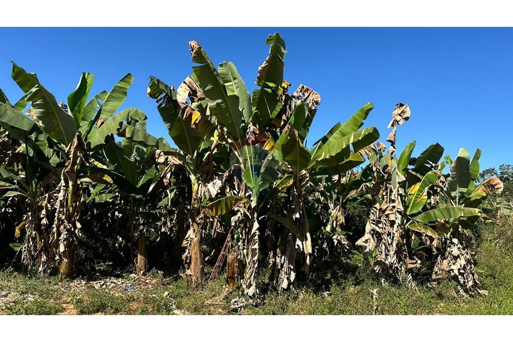 Terreno - Venda - Piau , Minas Gerais - 0e6b38f5-a4df-41d3-81db-b6e6ae9279ac.jpg - 860211053-60