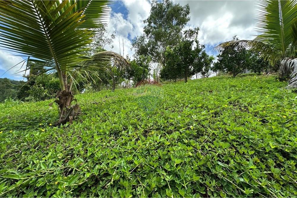 Chácara / Sítio / Fazenda - Venda - Muriaé , Minas Gerais - WhatsApp Image 2026-01-27 at 13.54.09 (1).jpeg - 860371007-116