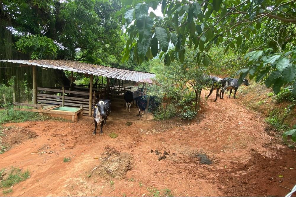 Chácara / Sítio / Fazenda - Venda - Muriaé , Minas Gerais - WhatsApp Image 2025-03-24 at 16.21.12 (1).jpeg - 860371002-116