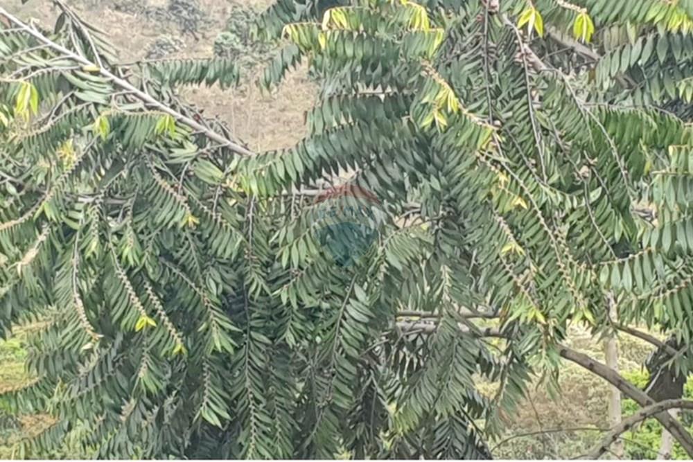 Chácara / Sítio / Fazenda - Venda - Barbacena , Minas Gerais - WhatsApp Image 2025-11-17 at 14.43.29 (2).jpeg - 860391028-24