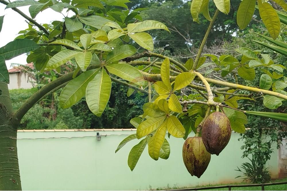 Hotel/ Pousada - Venda - Tiradentes , Minas Gerais - IMG_20250131_120450.jpg - 860391012-33