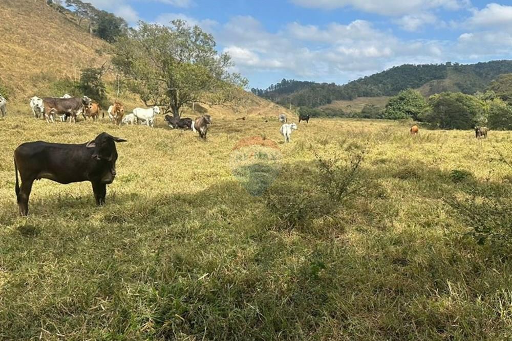 Chácara / Sítio / Fazenda - Venda - Lima Duarte , Minas Gerais - 304b5c7b-15c4-4e62-a3af-c3ad3e54f77d.JPG - 860291033-133