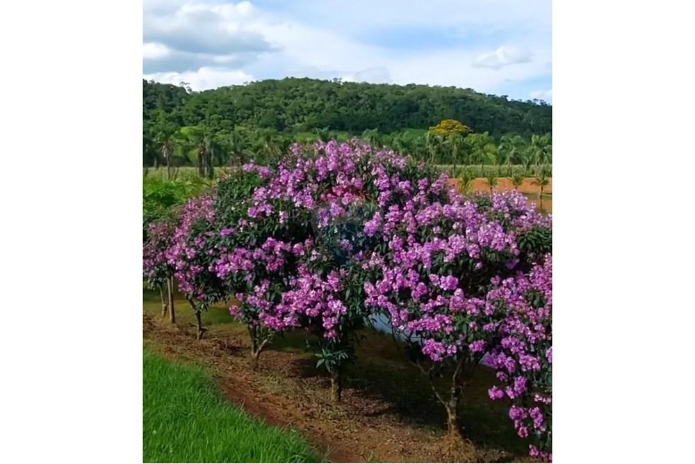 Terreno - Venda - Leopoldina , Minas Gerais - Imagem do WhatsApp de 2025-08-12 à(s) 19.00.03_2b6ed282 - Copia.jpg - 860381054-6
