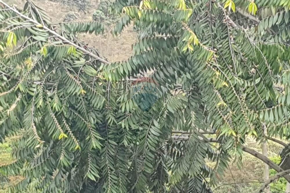 Chácara / Sítio / Fazenda - Venda - Barbacena , Minas Gerais - WhatsApp Image 2025-11-17 at 14.43.29 (2).jpeg - 860391028-24